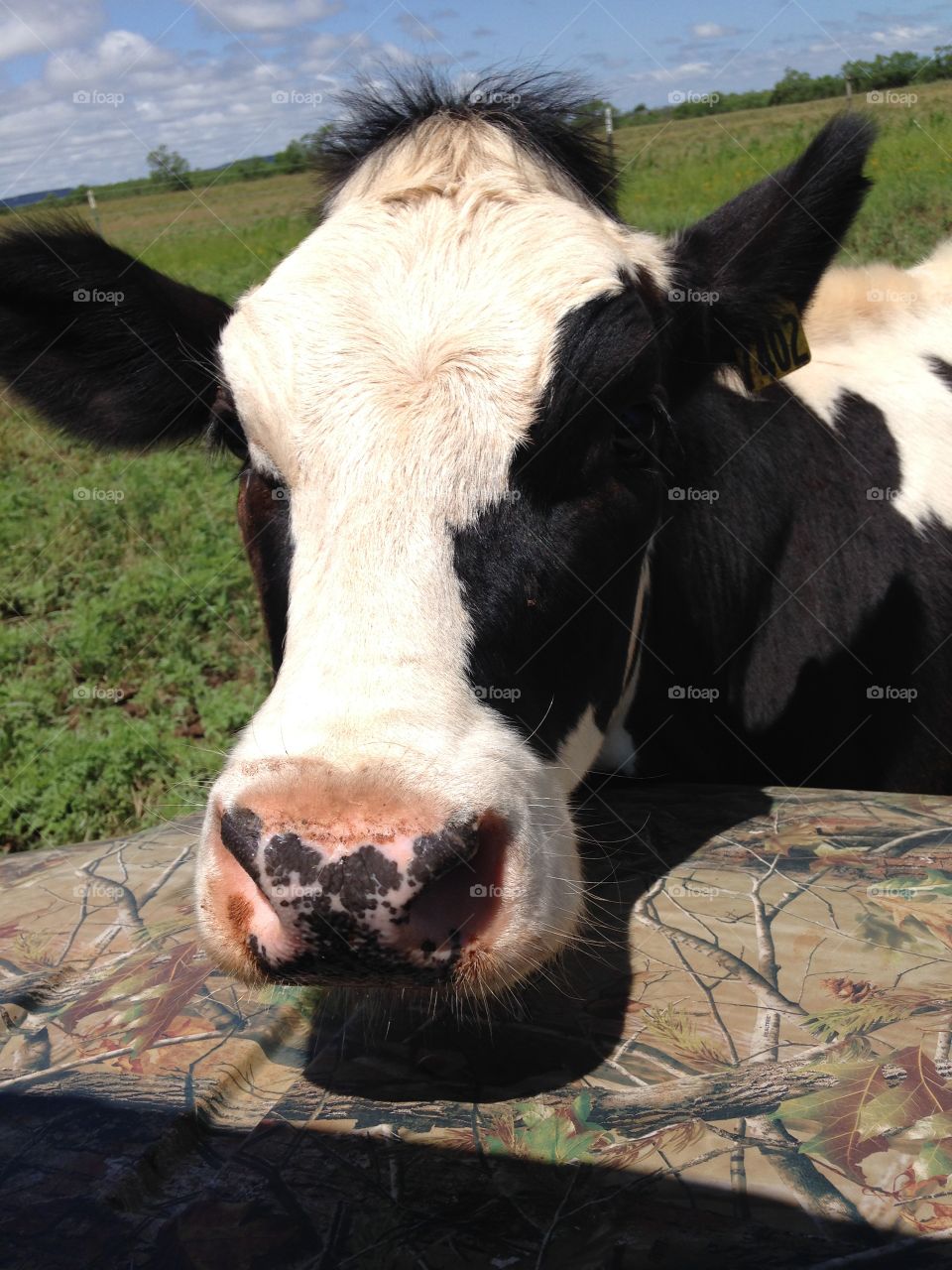 I just want some love. Cow resting head on Kawasaki mule