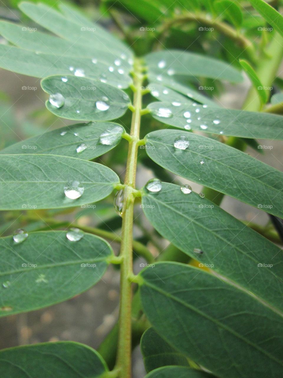 Kathurumurunga leaves
