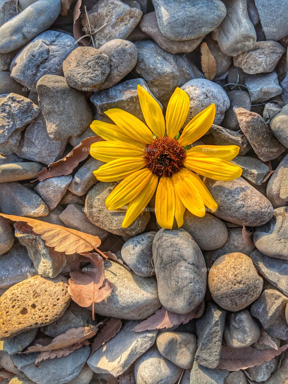 Yellow Daisy among the Rocks