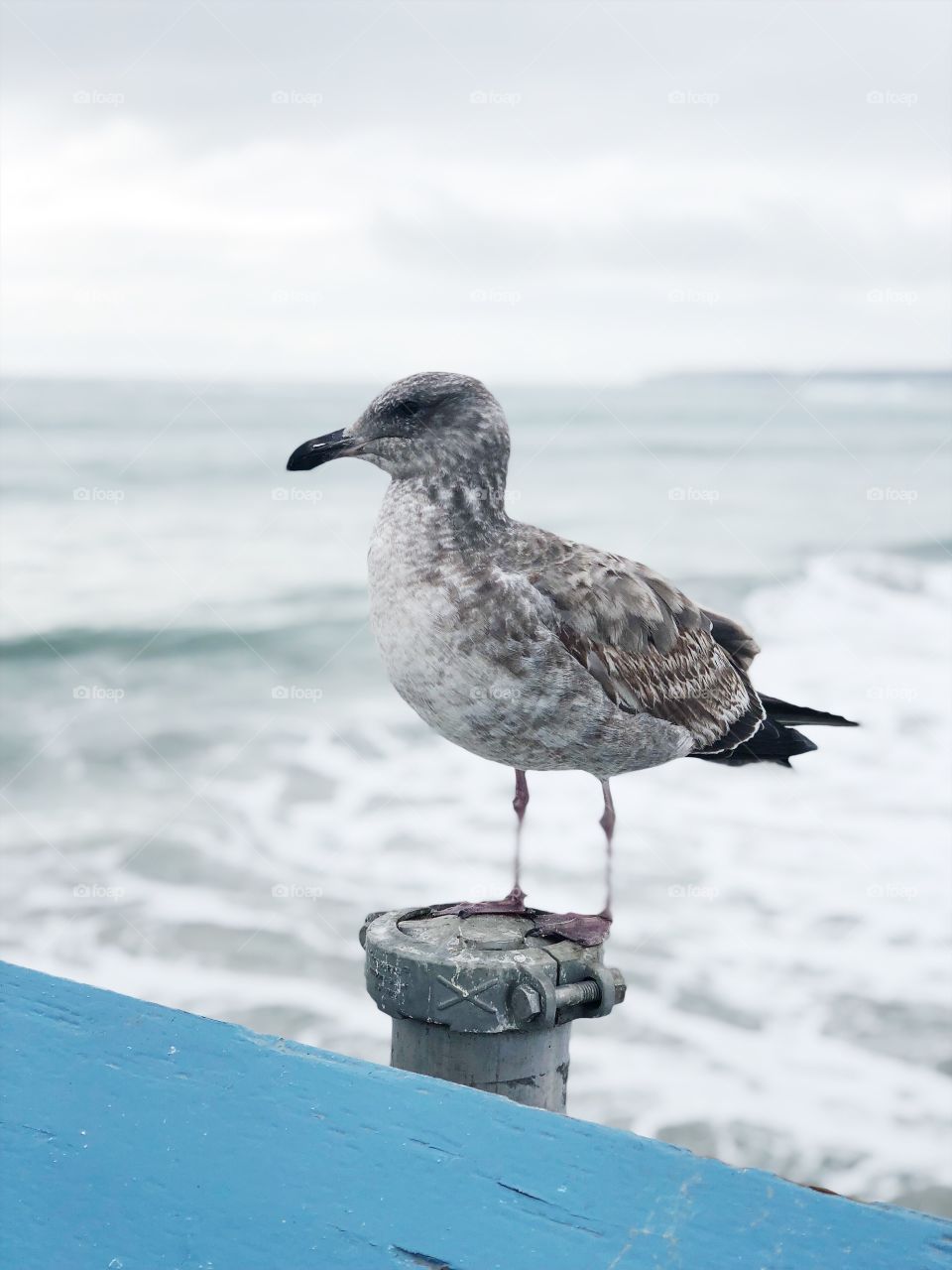 Pier seagull 