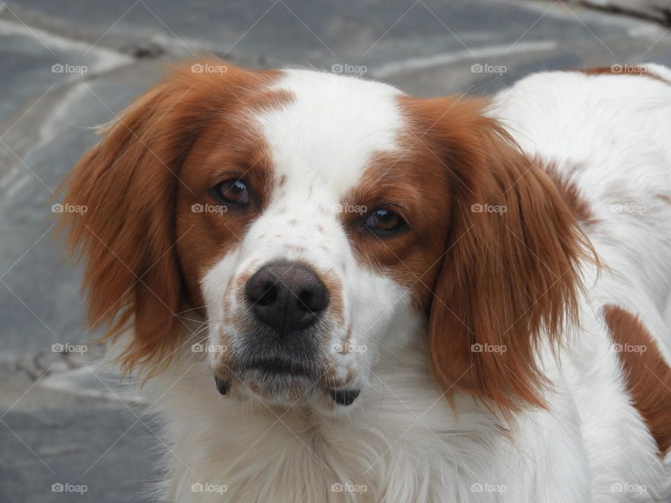 Mascotas Fiel Miradas Perros Amigo