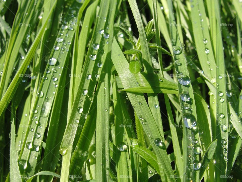 Dew drops on the grass