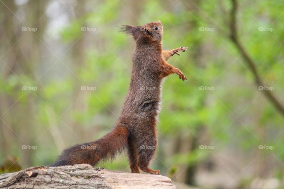 Red squirrel standing portrait