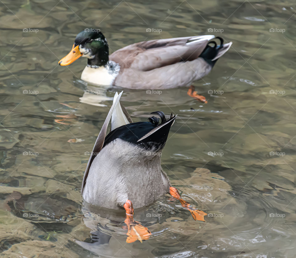 Duck diving into water