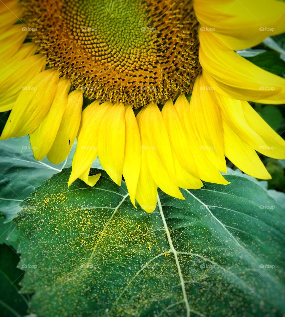 Sunflower with pollen. Sunflower with pollen on leaves