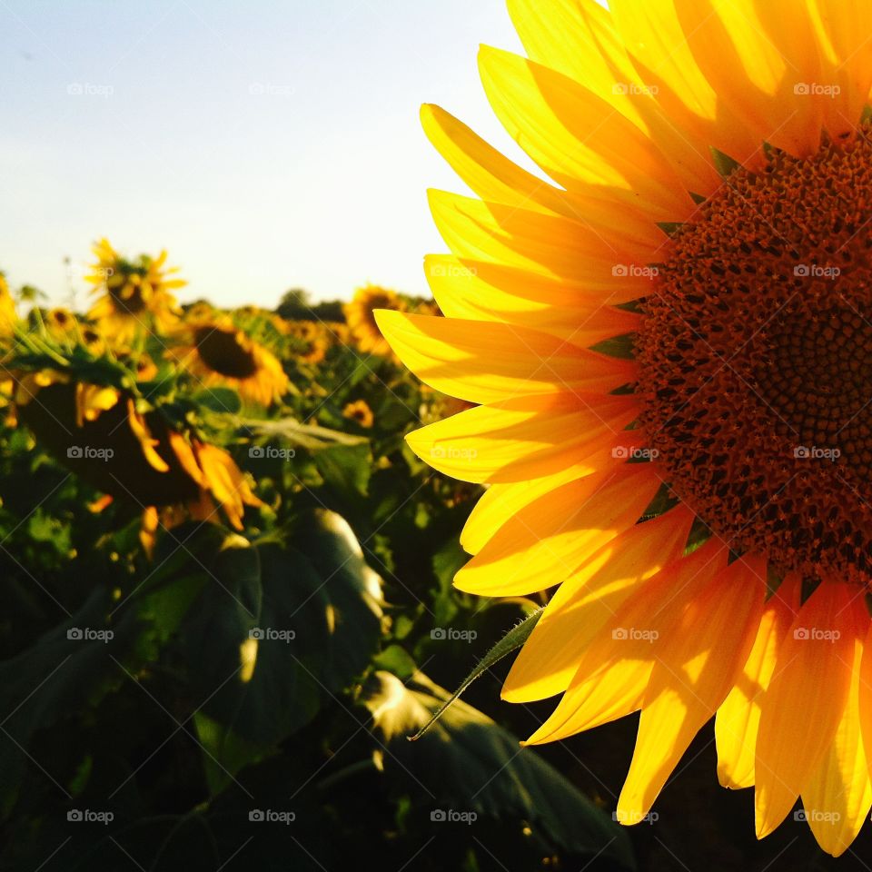 Sunflower sunset. 