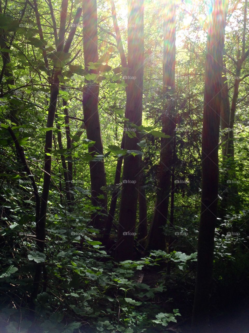 Forest lite. Light shines through the trees 