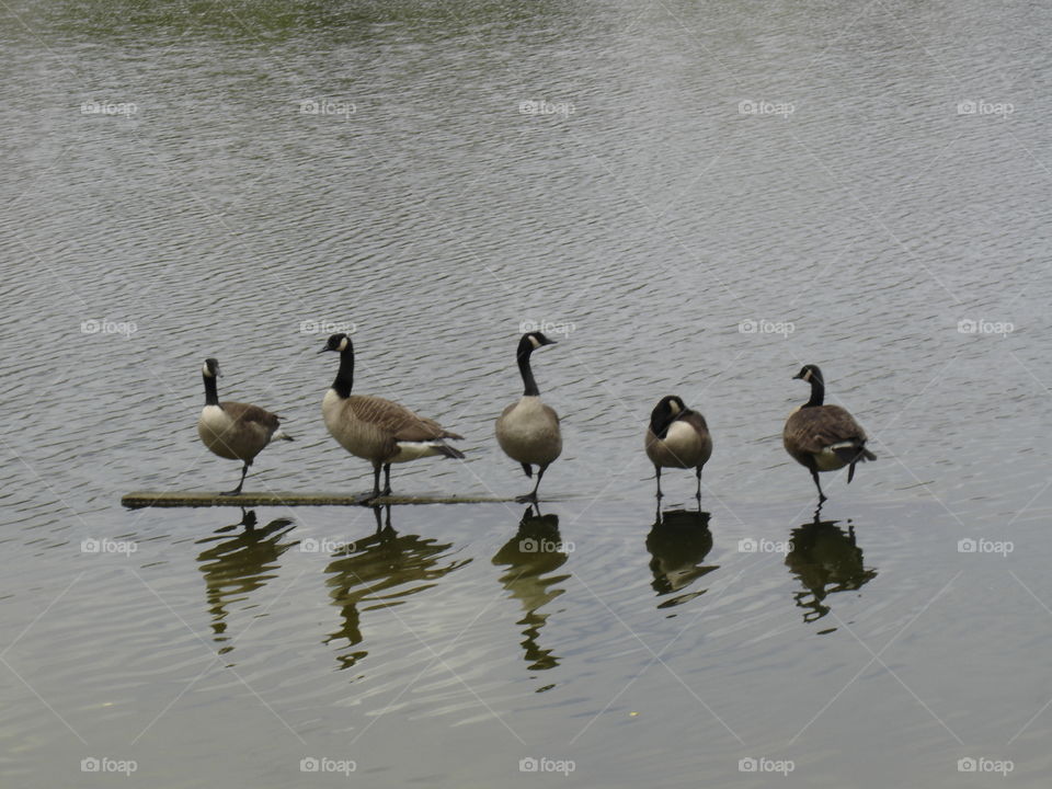 Geese in Kingstowne Lake in Alexandria VA
