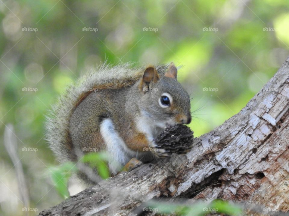 Squirrel