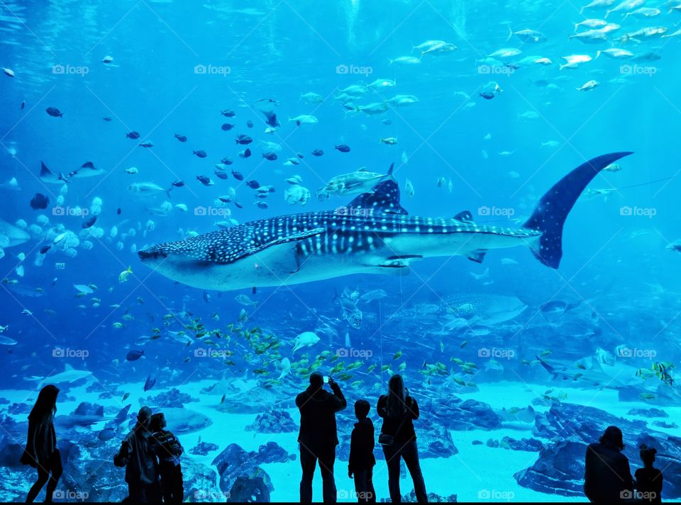 massive whale shark at Georgia aquarium..