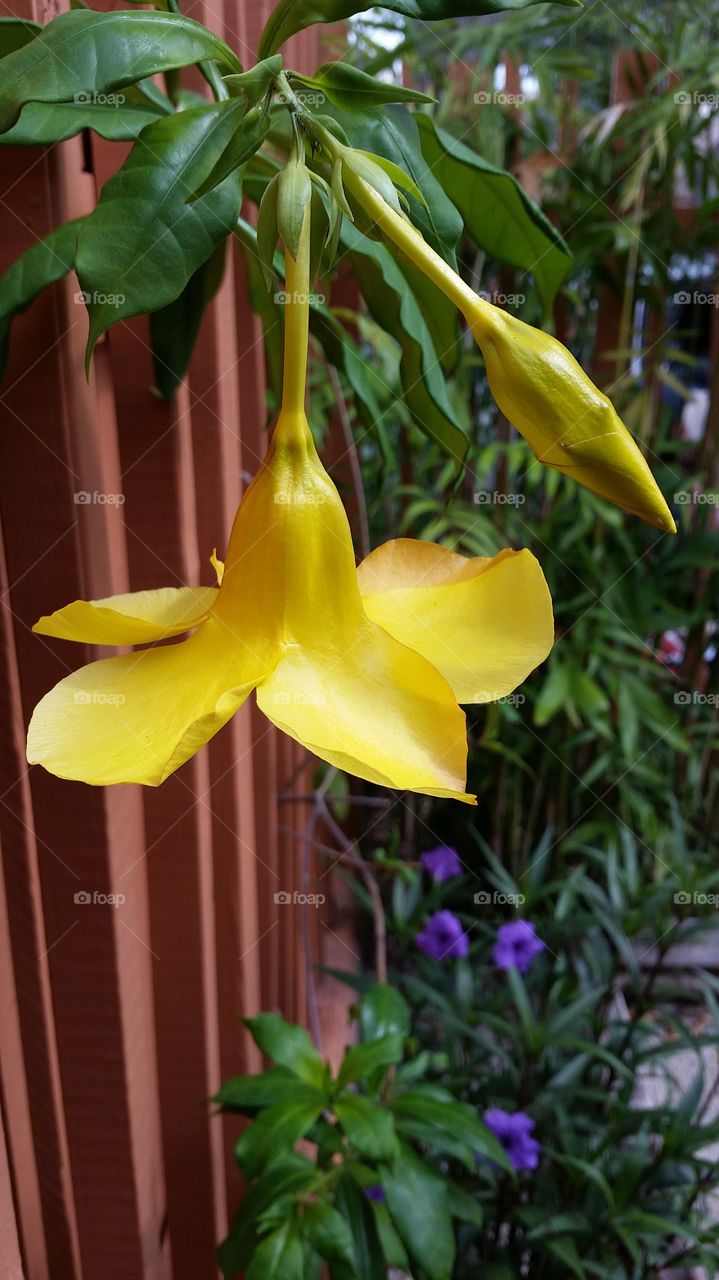 Allamanda bud and flower. Allamanda vine with blossom  and bud in garden