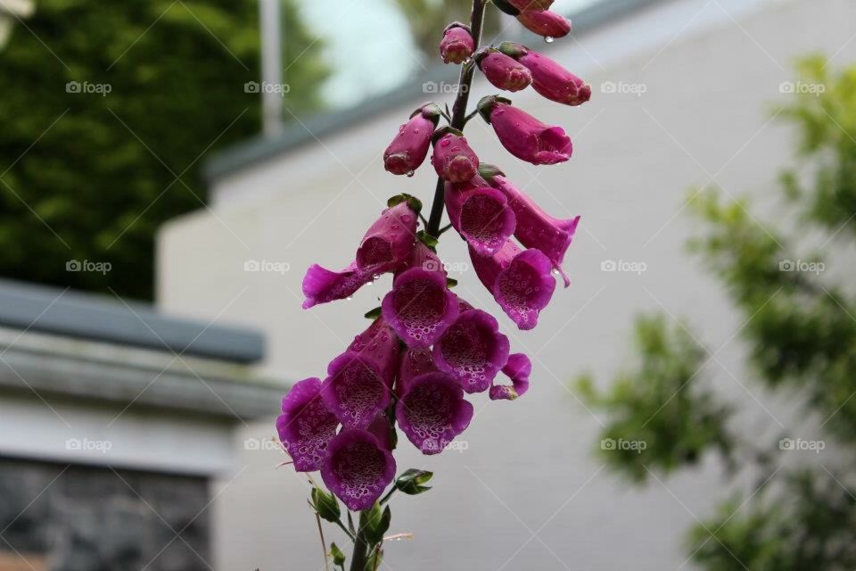 Foxglove 