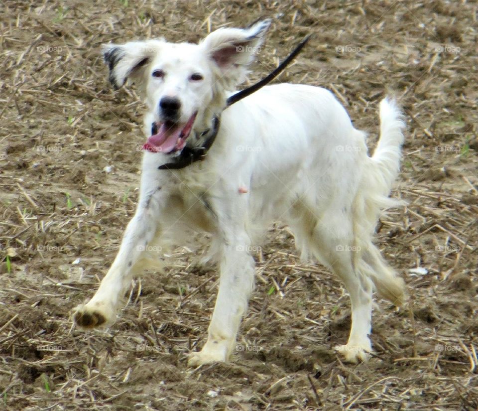 smiling dogs