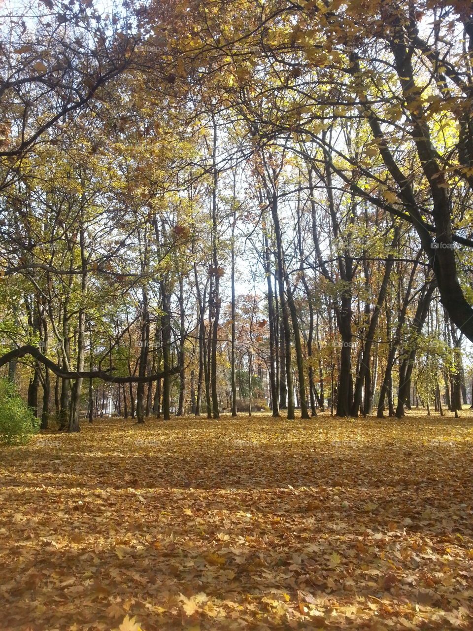 Autumn park 