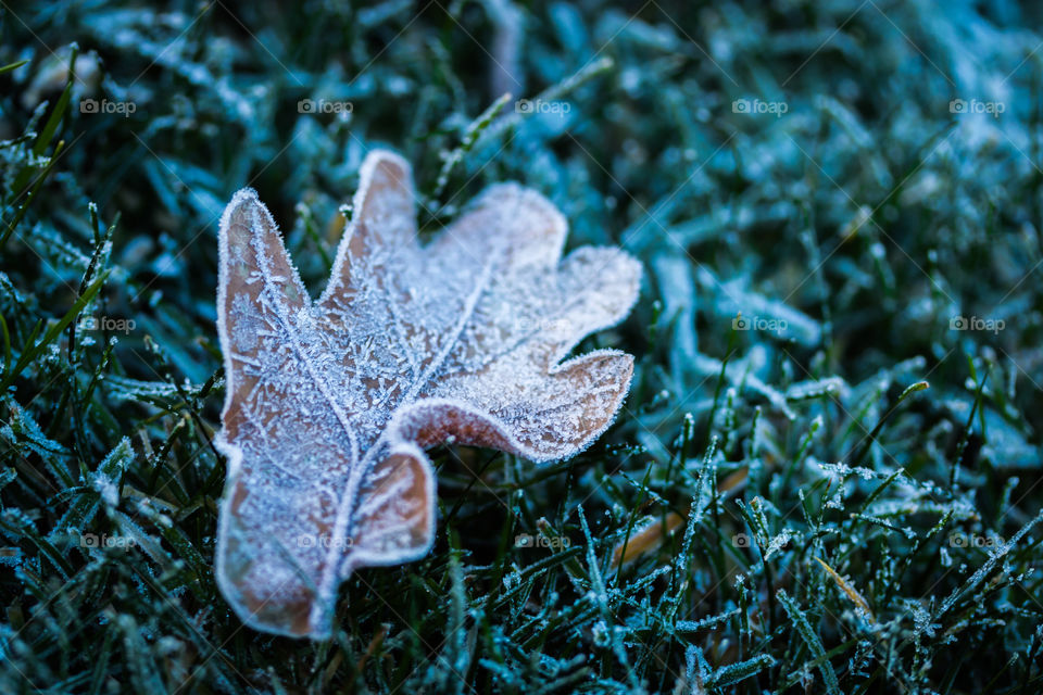 Frozen autumn leaf
