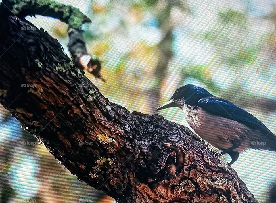 bird on branch of tree