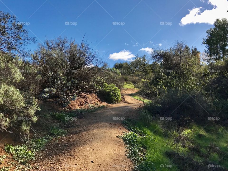 Pathway to the light 