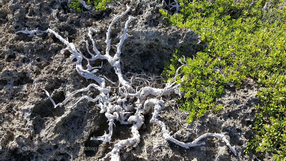Roots in coral reef