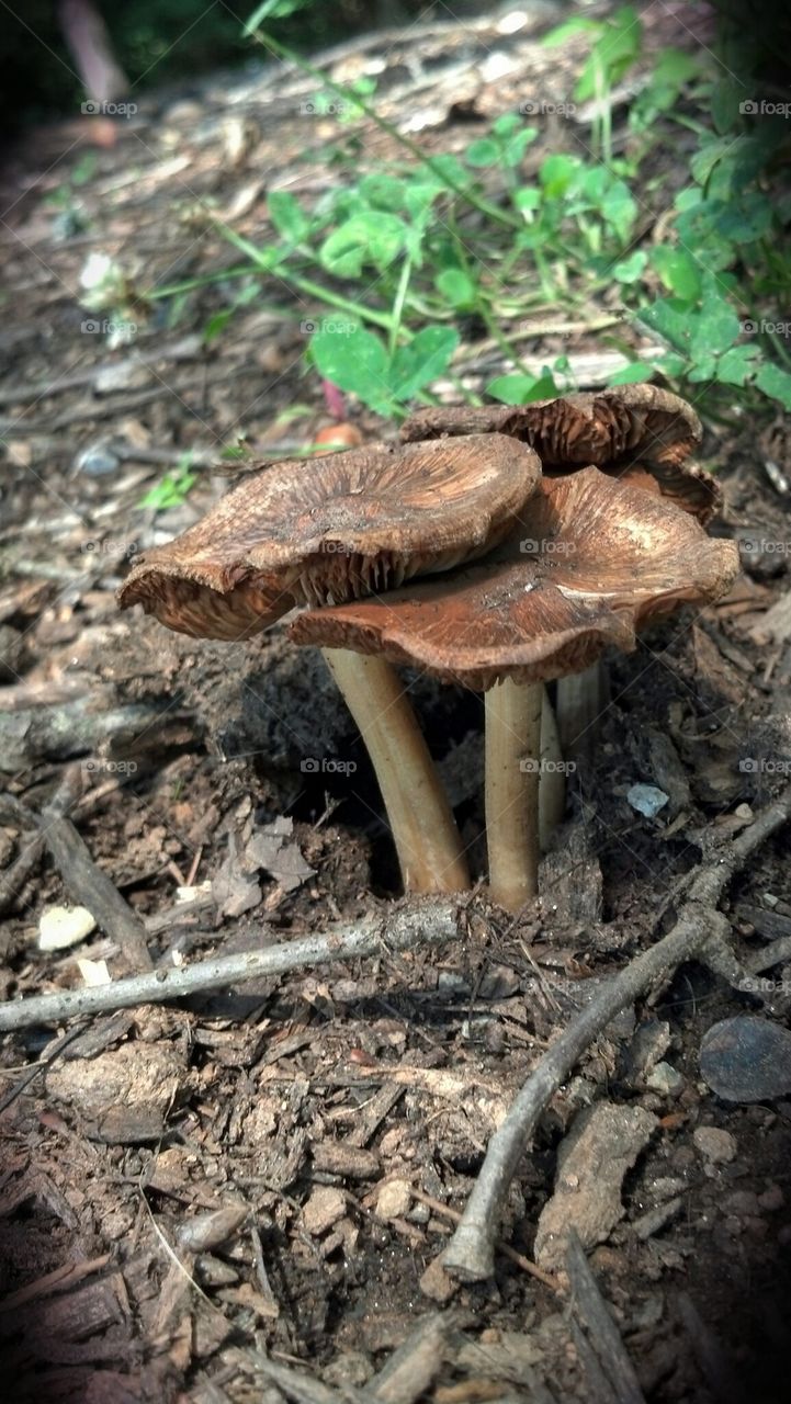 brown mushrooms
