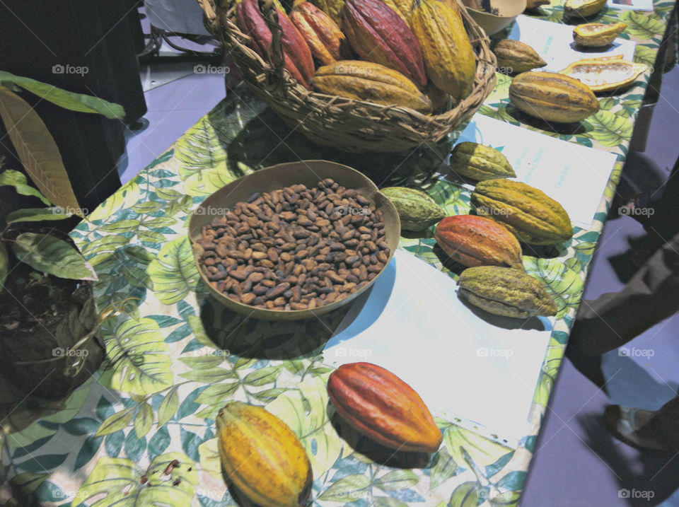 Cacao seeds: From Beans to Chocolate bars.