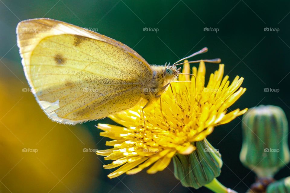 White butterfly at the yellow flower