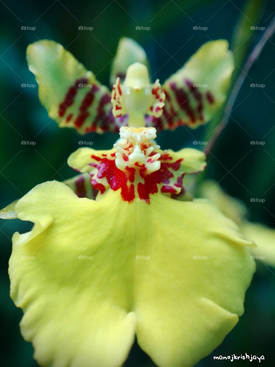 The Kandy Dancer flower