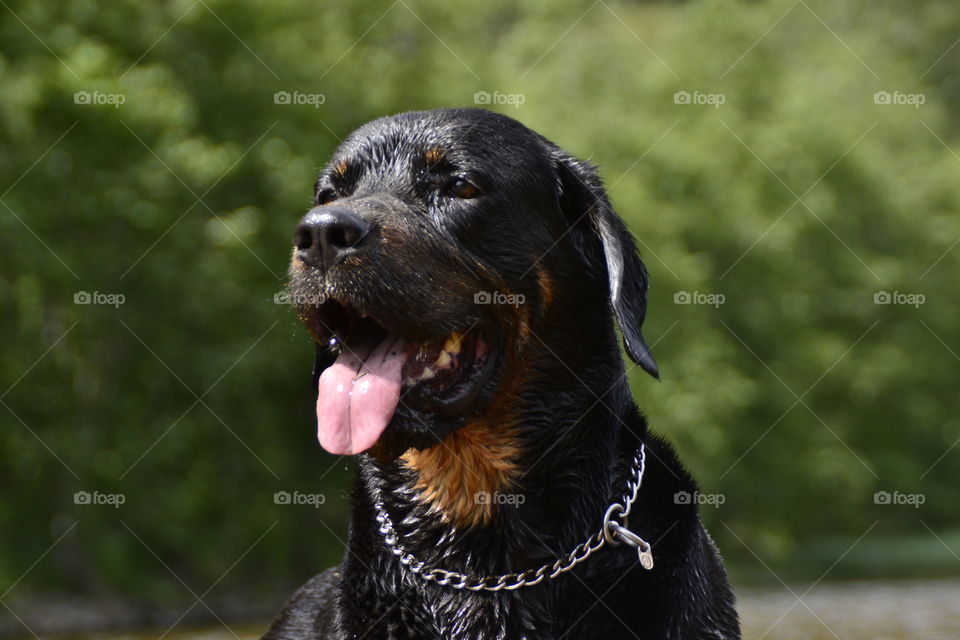 Happy wet dog after swimming in the river 