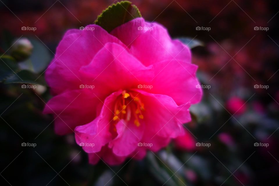 Magenta Camellia