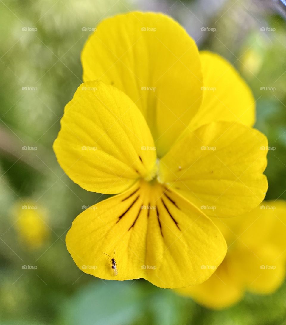 Foap Mission Plants All Around Us! Macro Shot Yellow Pansy With A Tiny Aunt Along For The Ride!