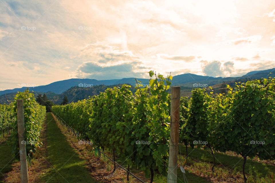 Winery in Oliver, BC