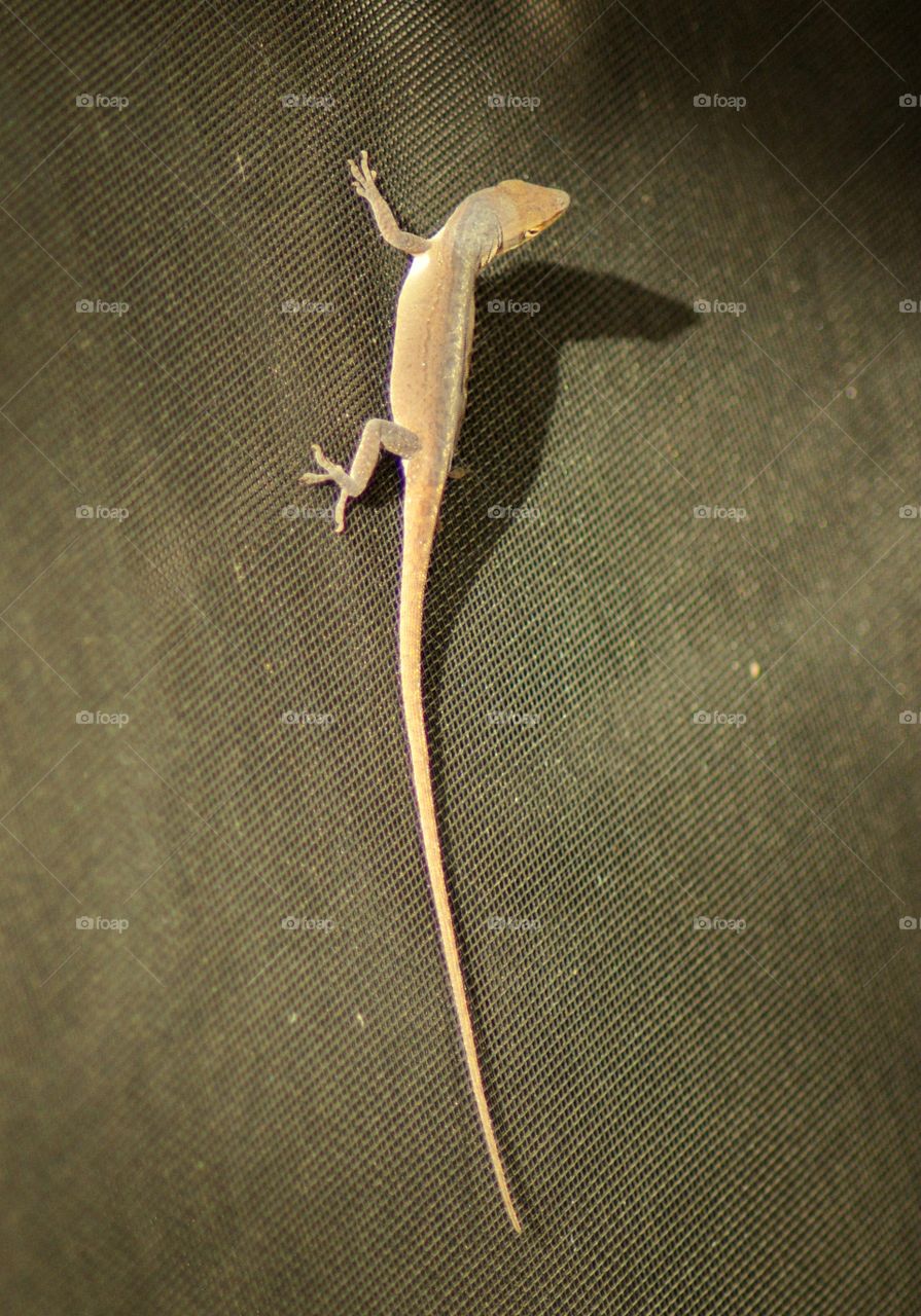 Anole 2