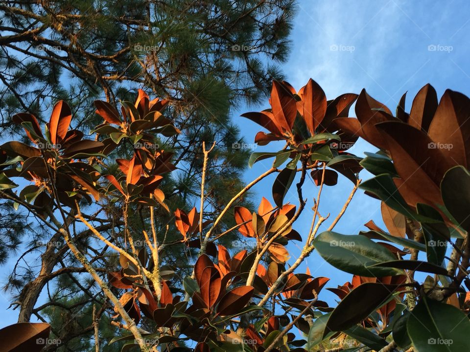 Magnolia tree. Magnolia tree in the sweet light of the golden hour.