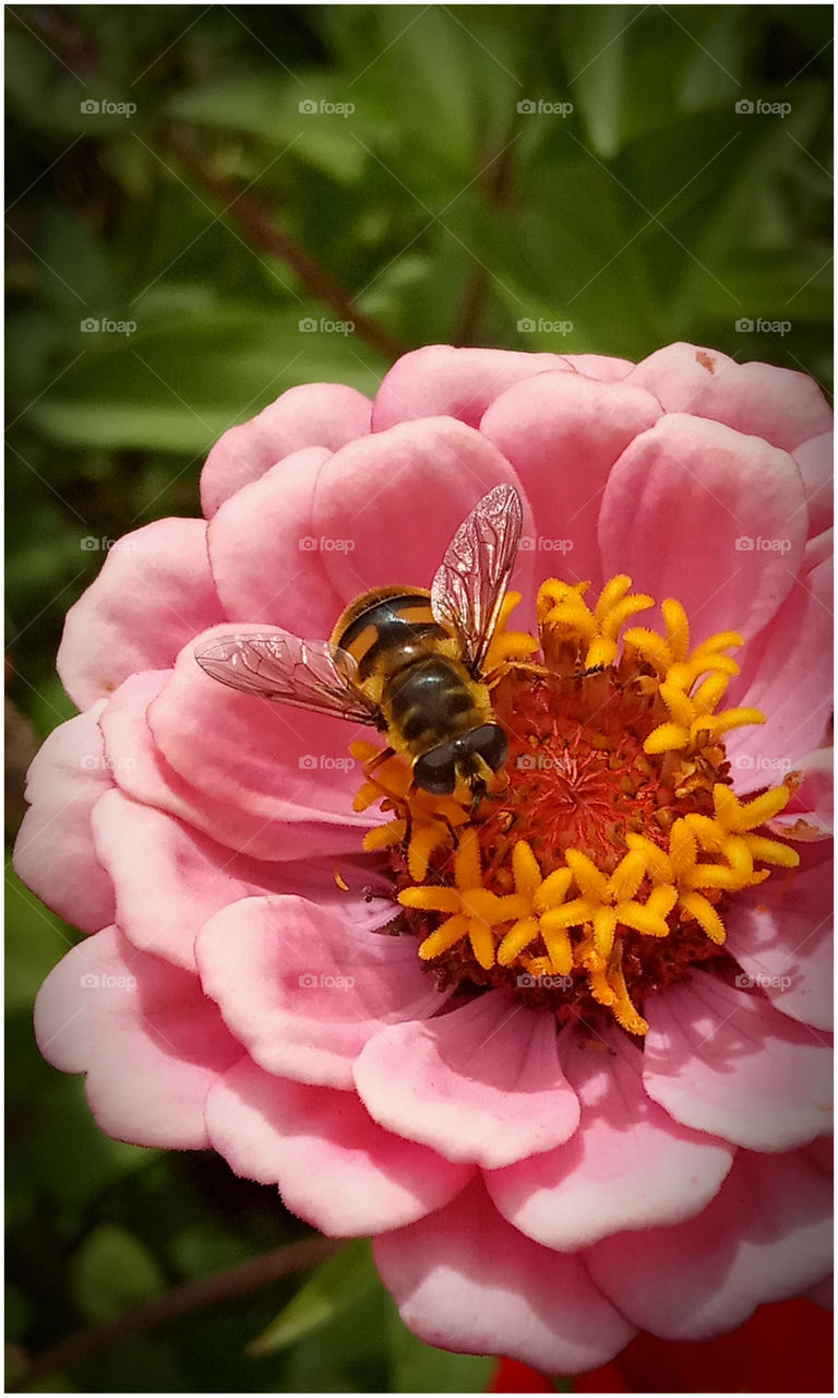 Bee macro taking nectar from a flower.