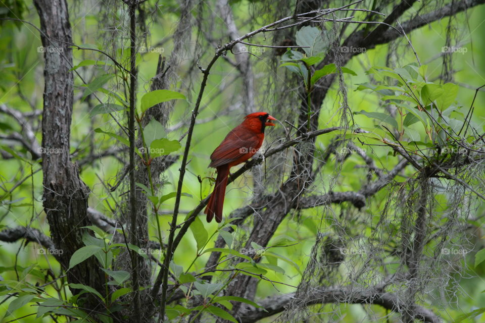 Cardinal eats a Berry while Hidden in Grove of Trees