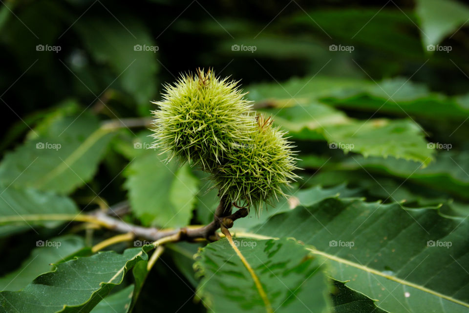 Green tree in macro 