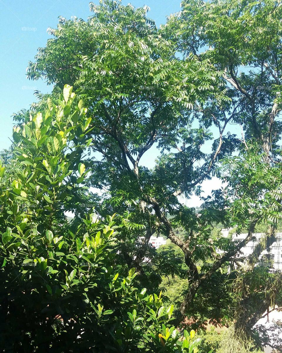 O contraste perfeito da natureza: céu azul e árvores plenas de folhagem verde.