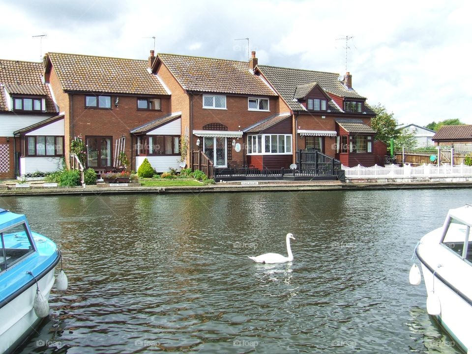 Swan on the river Thames