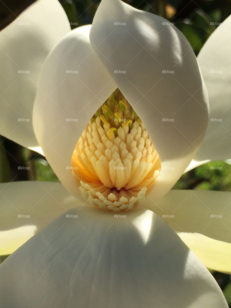 Magnolia flower blossom lit from within by sunlight 