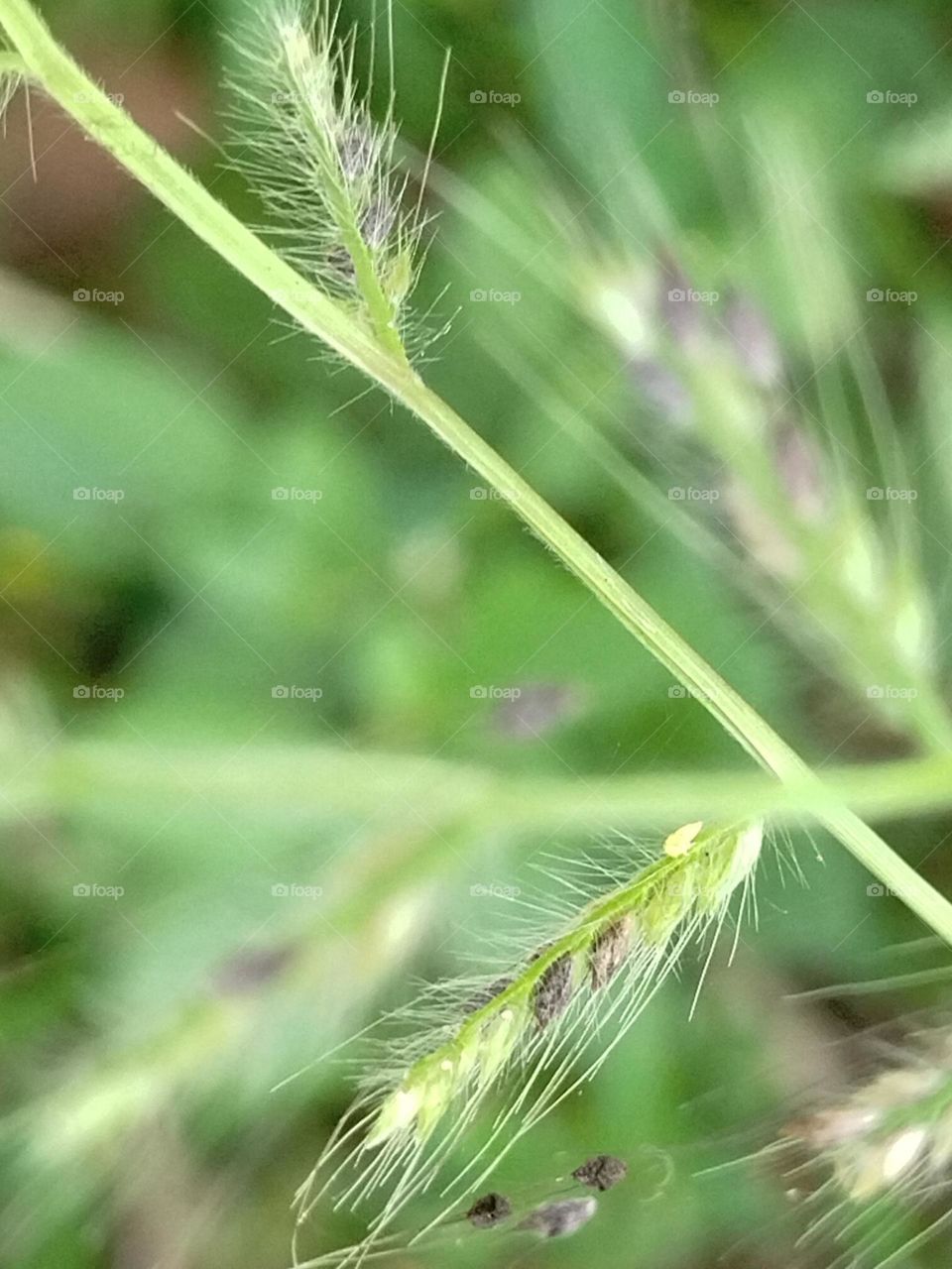 A small beautiful plant