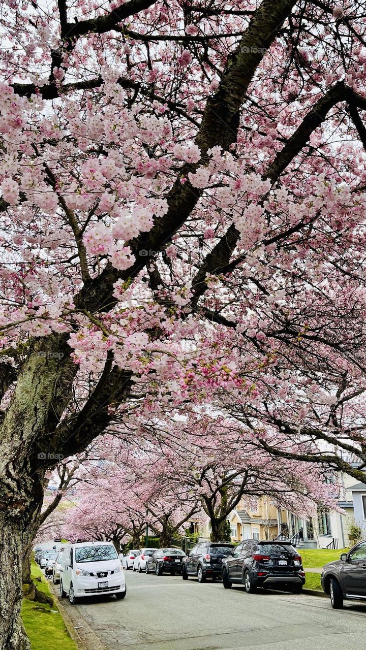 Cherry blossoms blooms lavishly spectacle but remarkably brief; after only two weeks, they drop to the ground and wither, falling like snow with the ebb and flow of the winds. 

Sakura : Life, Death and Renewal