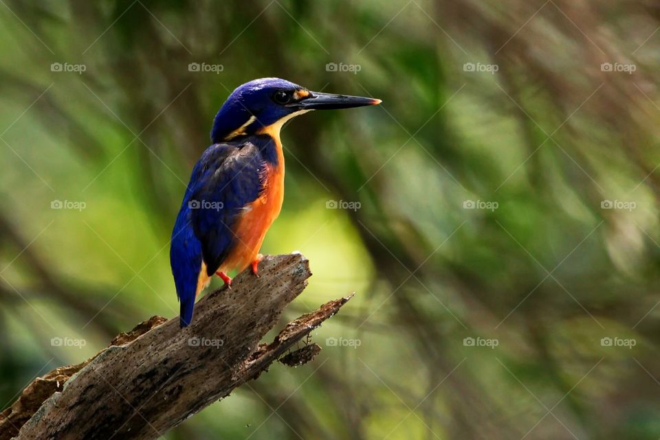 Azure Kingfisher