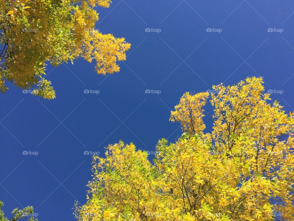 Golden Blue. Beautiful gold leaves against a bright blue sky