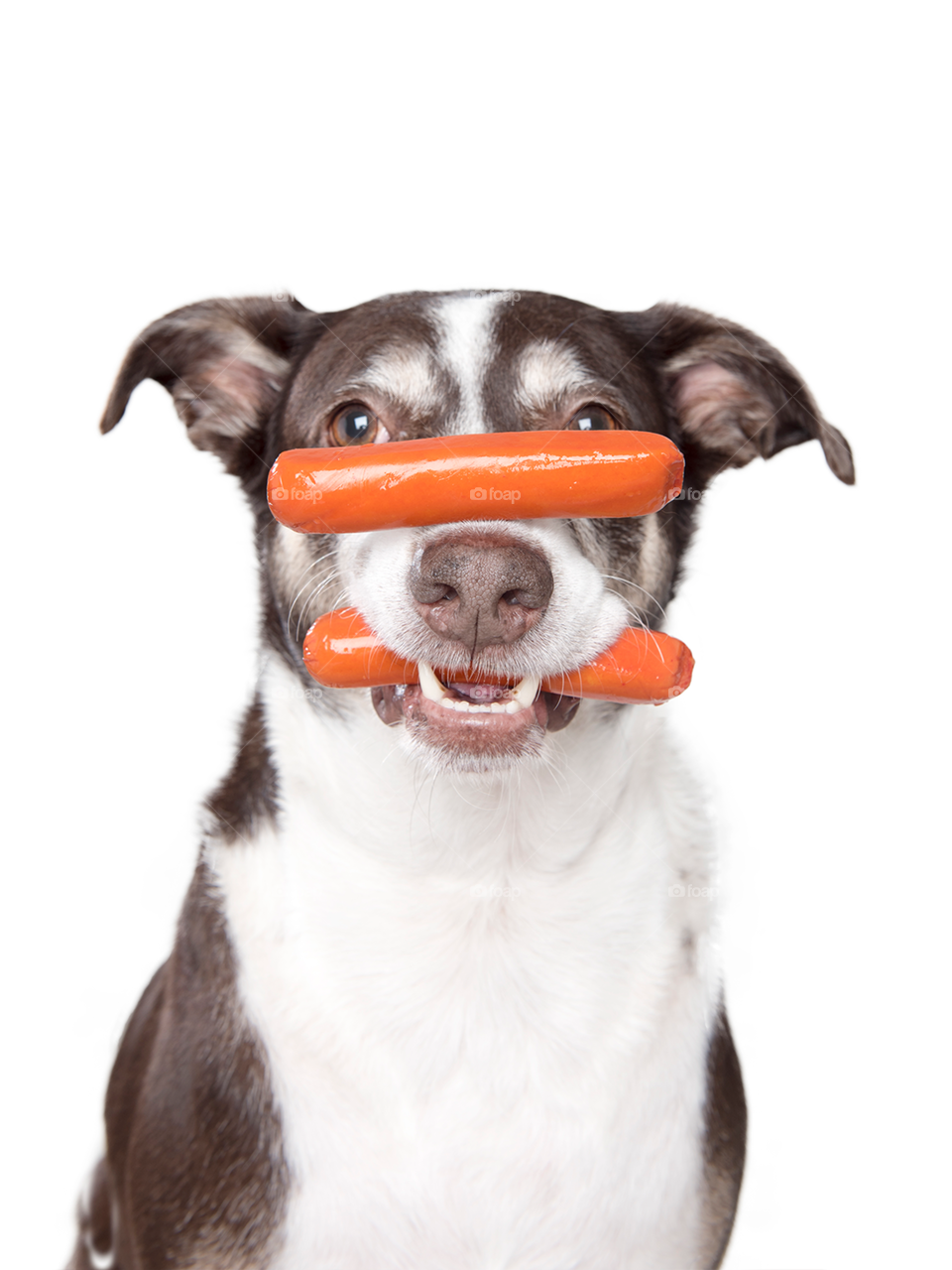 Dog with sausage on his mouth 