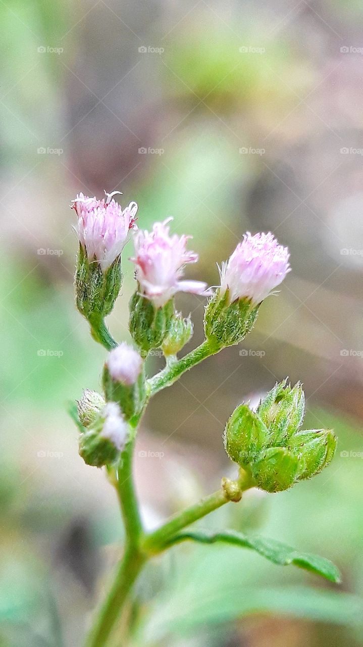 Beautiful flower grass