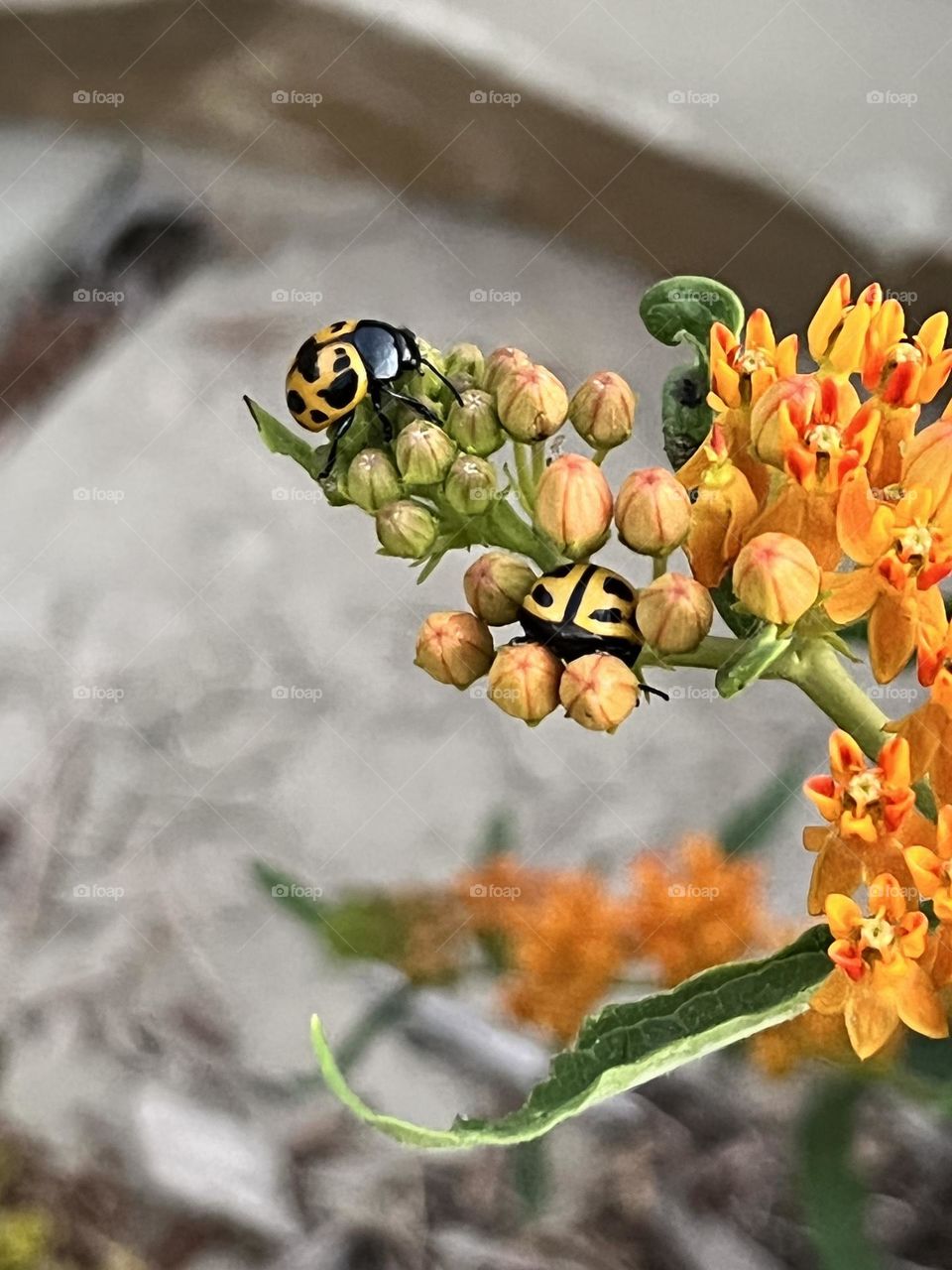 Milkweed bugs