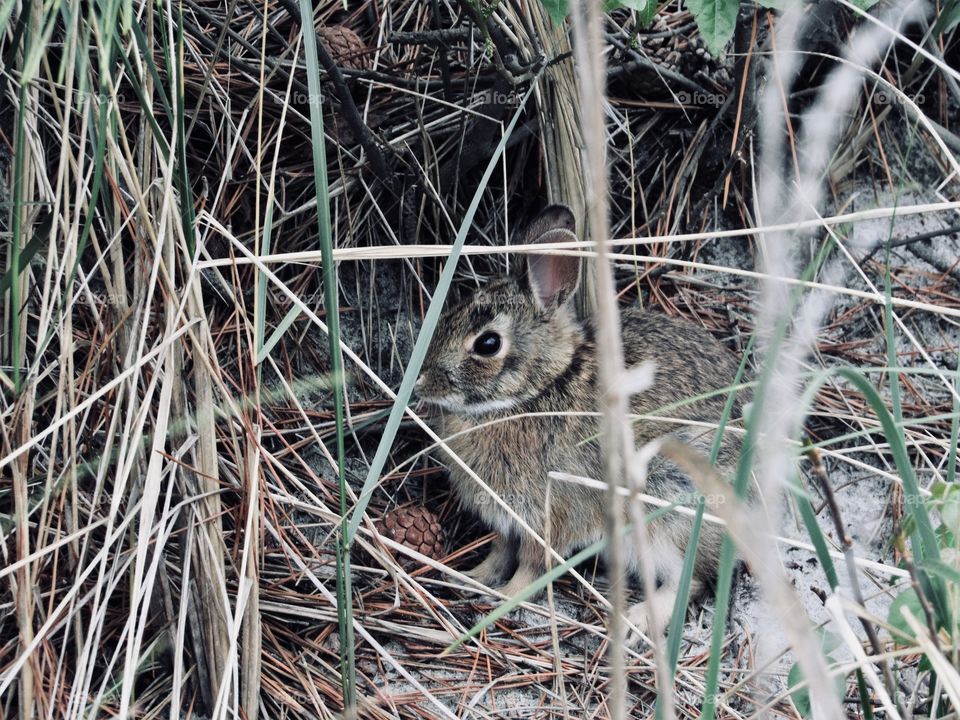 New York, Long Island, Fire Island, Nature, tree, plants, outdoors, calm, relax, shades, colors, Clouds, sky, path, view, bunny, animals, wildlife,