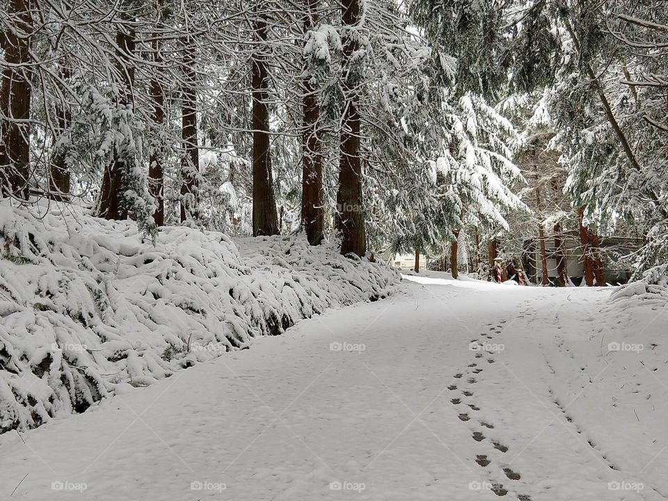 Forest road blanketed in snow with my footprints