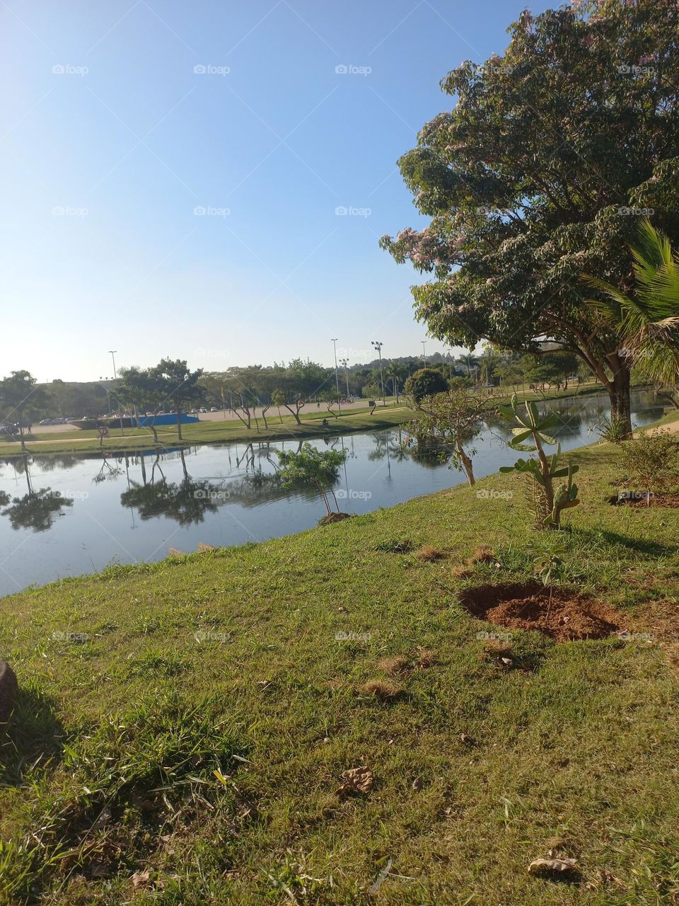 As árvores, contribuem com  o equilíbrio  climático , na conservação  da água, solo, na qualidade  do ar, manutenção  da flora e fauna e controle de erosão