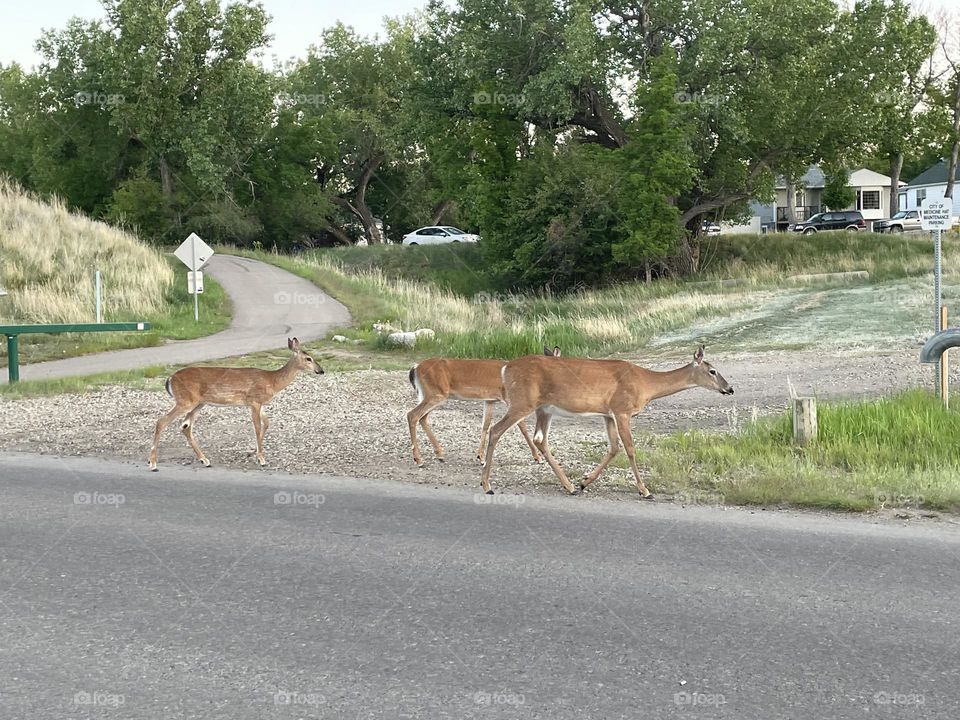 Whitetail deer are our wildlife on the prairies in Alberta, Canada, here is 3, one momma and 2 fawns(babies)