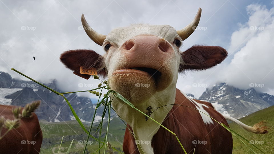 Cow enjoying life in the Alps by the Matterhorn - alpko njuter av livet i Matterhorn Alperna , Monte Cervino Italia